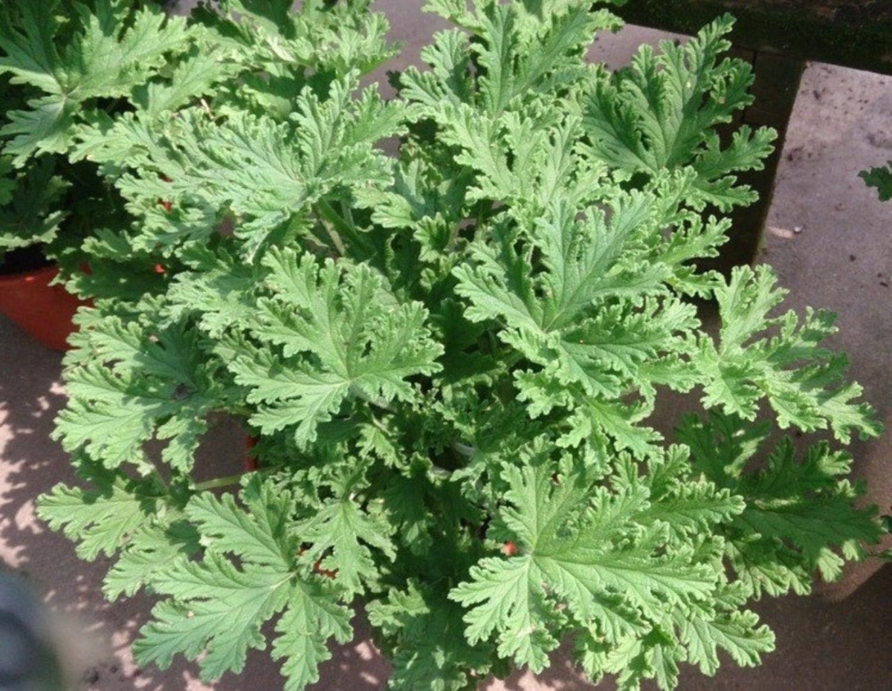 Citronella Plant Magic: A Bug-Free, Fragrant Garden