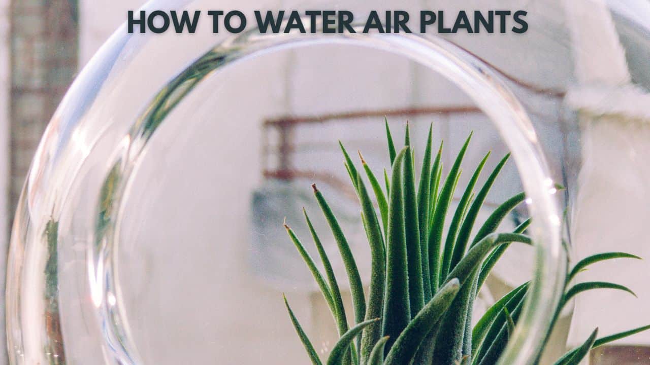 The Dos and Don’ts of Watering Air Plants