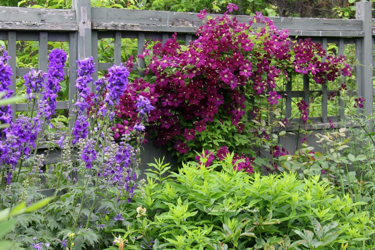 How to Achieve a Beautiful Clematis Garden with These Tips