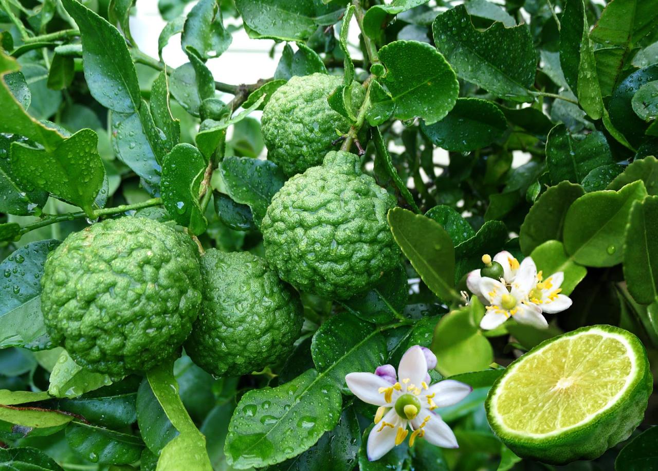 Unlock Kaffir Lime Leafs Flavor: Essential Tips for Delicious Meals