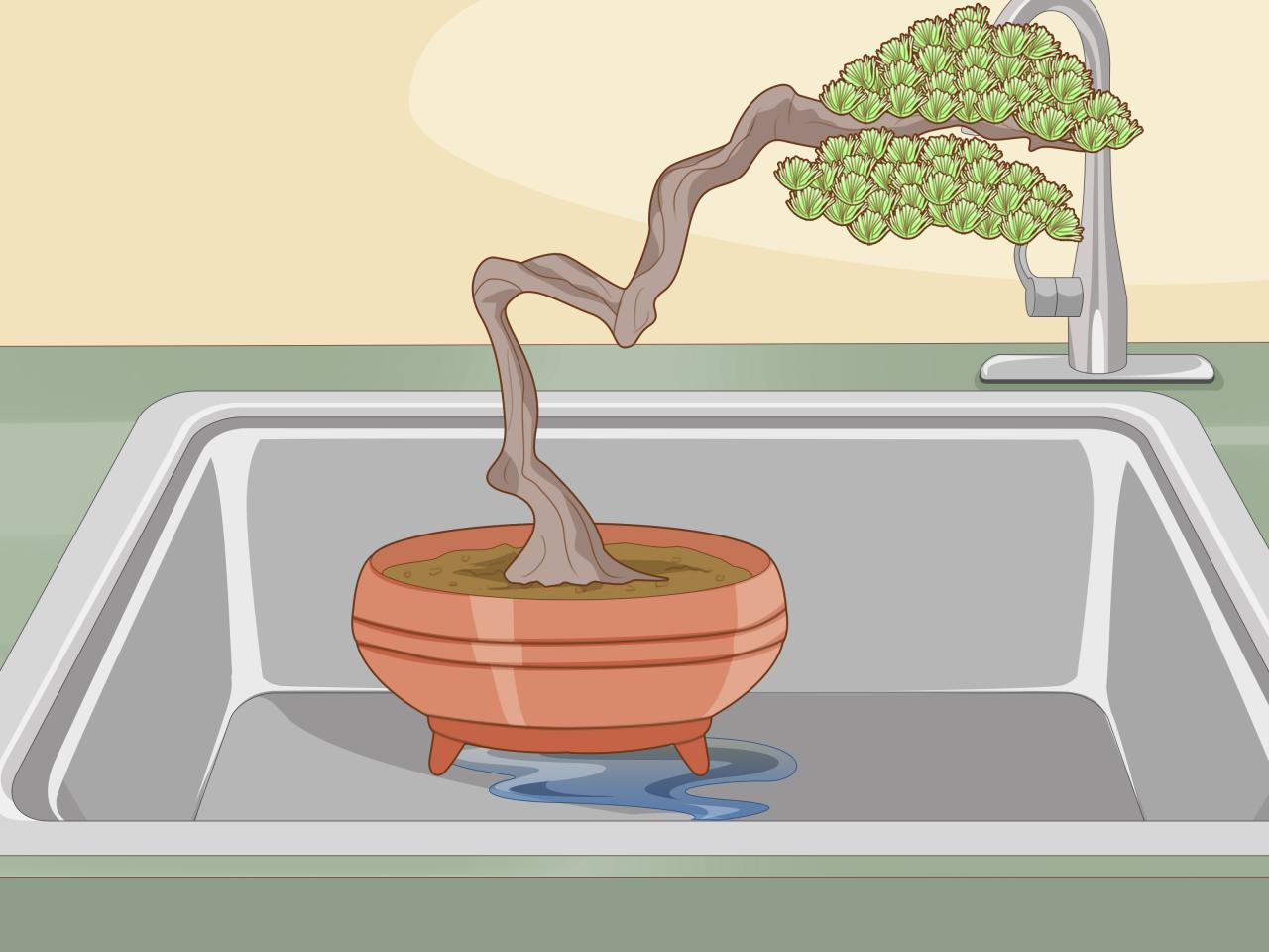 How To Water Your Juniper Bonsai Correctly