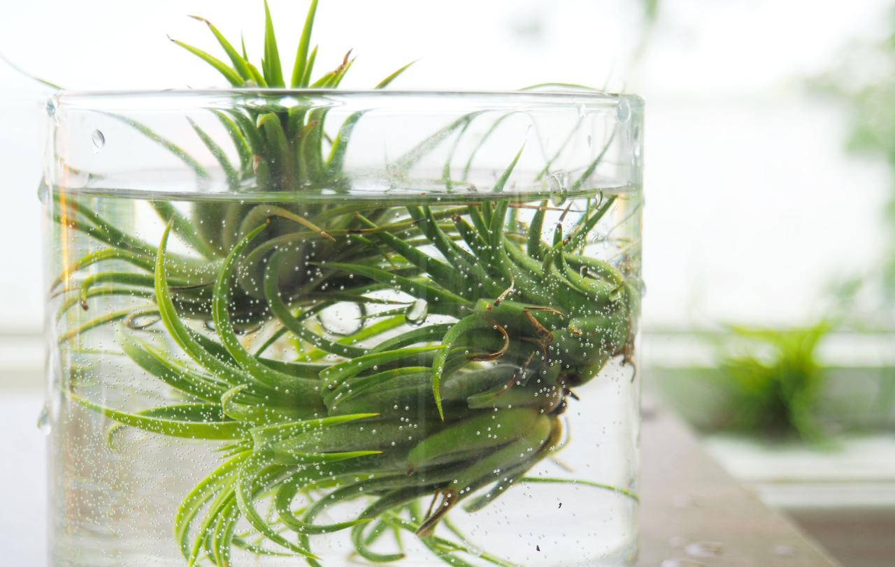 The Dos and Don’ts of Watering Air Plants