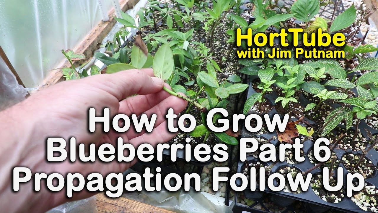 Grow More Blueberries: Propagation for Bountiful Harvests