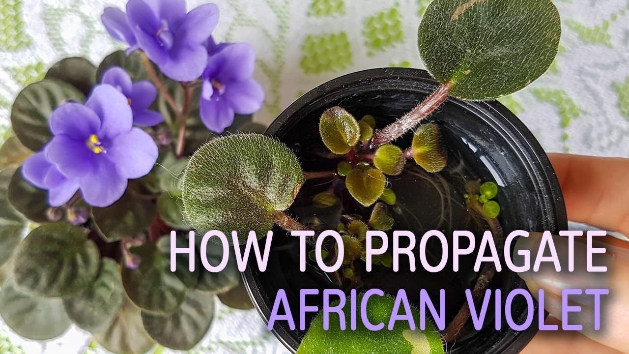 How to Grow African Violets Without Seeds: Propagation Techniques