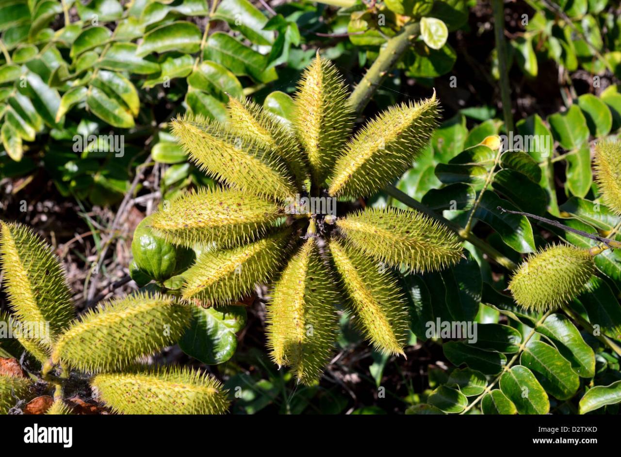 Spiky Seeds: Natures Ingenious Way to Spread Plants