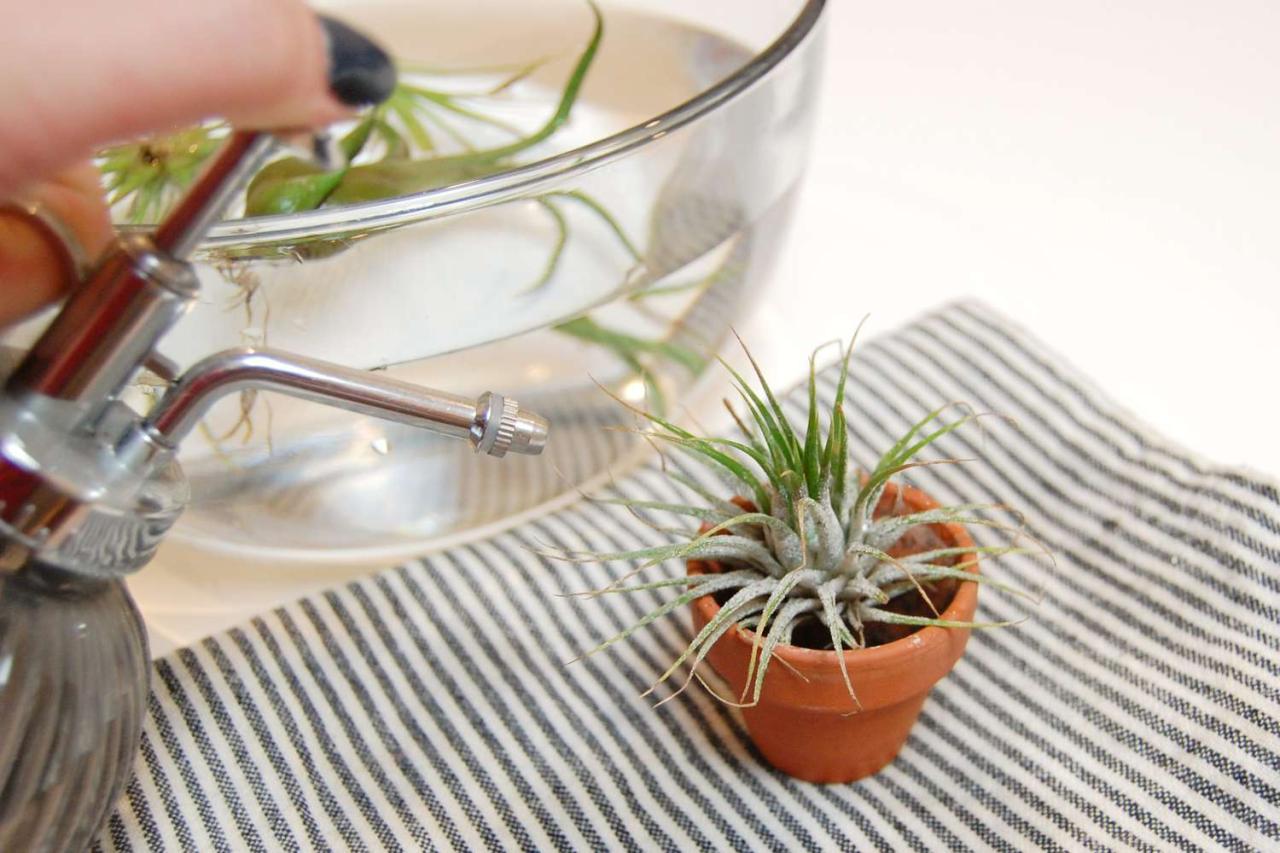 The Dos and Don’ts of Watering Air Plants